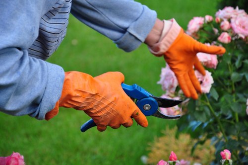 Professional pruning services in Wimbledon
