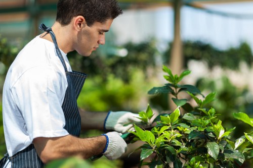 A young male gardener with short dark hair, wearing a white t-shirt, blue striped apron, and white gardening gloves, is carefully trimming a lush green hedge in an outdoor garden space. The hedge consists of dense, healthy leaves and runs horizontally across the middle of the image, dividing a well-kept lawn in the foreground and a background of other shrubs and trees. The lawn is vibrant and neatly maintained, with evenly cut grass. In the background, a greenhouse structure with translucent panels and metal supports is visible, suggesting a sunlit and weather-friendly environment typical of a residential garden in Wimbledon. The gardener is focused on shaping the hedge, with his hands gently holding trimming tools, highlighting professional garden maintenance services in the local area. The overall scene demonstrates meticulous outdoor care suitable for garden and landscaping projects offered by Hedge Trimming Wimbledon, emphasizing natural colors, textured plant surfaces, and a tidy, well-organized outdoor area.